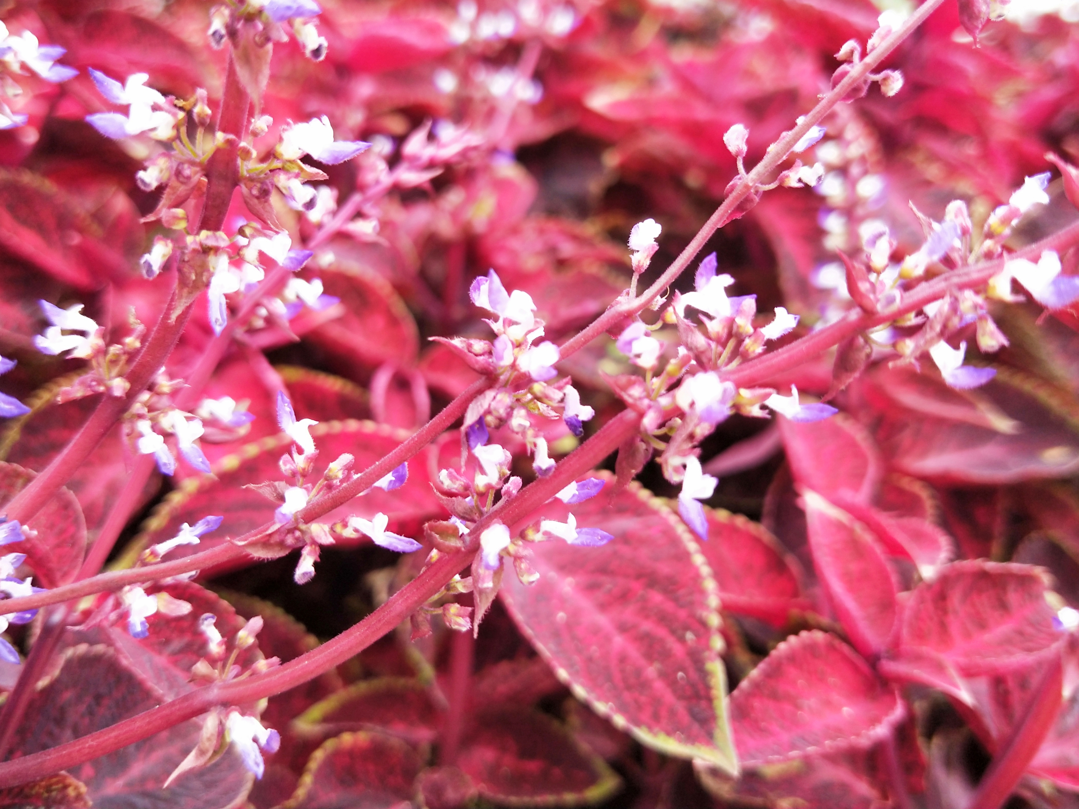 艳丽的五彩苏,万紫千红,瑰丽多彩
