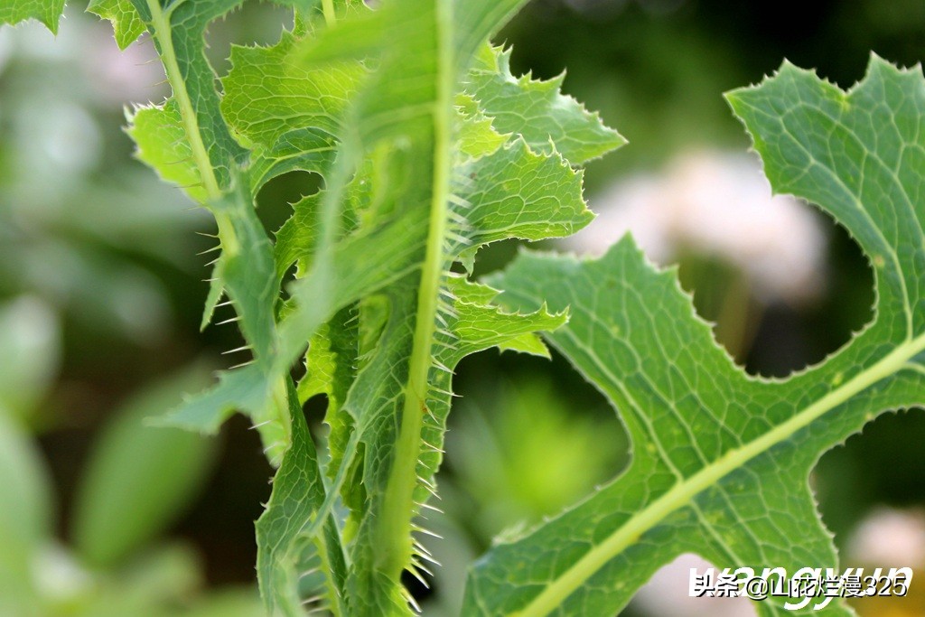 认识有毒野菜——毒莴苣