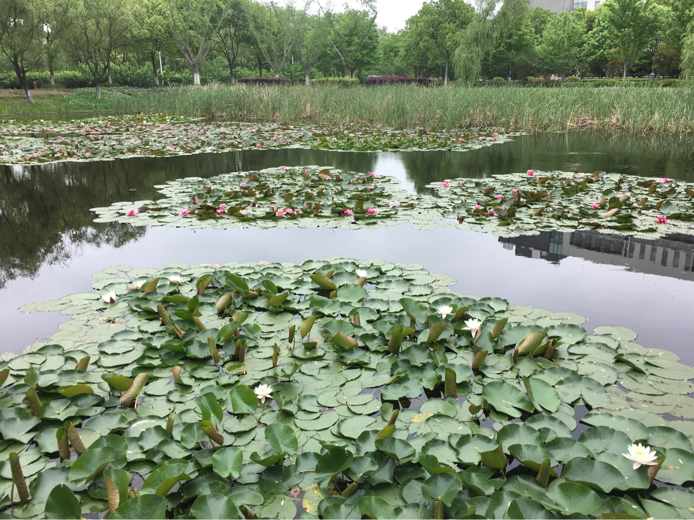 颜值这么高，是哪所高校呢？苏州大学独墅湖校区正在越变越美