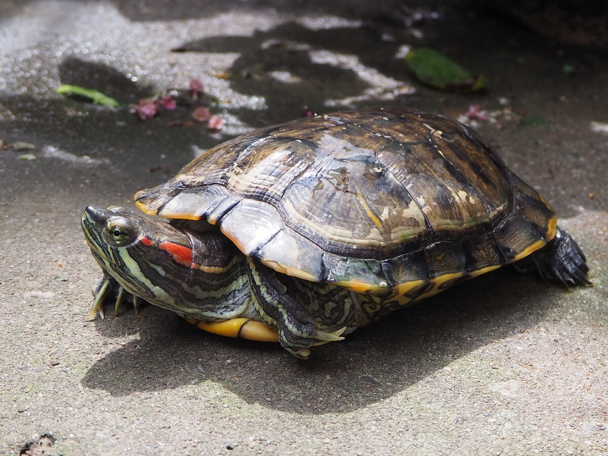 巴西龟白眼了怎么办(巴西龟眼睛白了怎么办) - 趣味头条