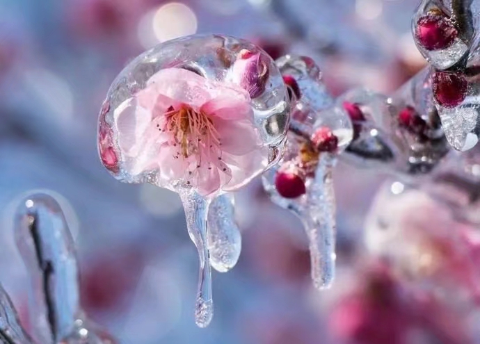 一年12月，每月都有“花神”在，你几月出生？别错过你的幸运花