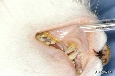 怀疑猫咪有寄生虫，铲屎官如何排查？