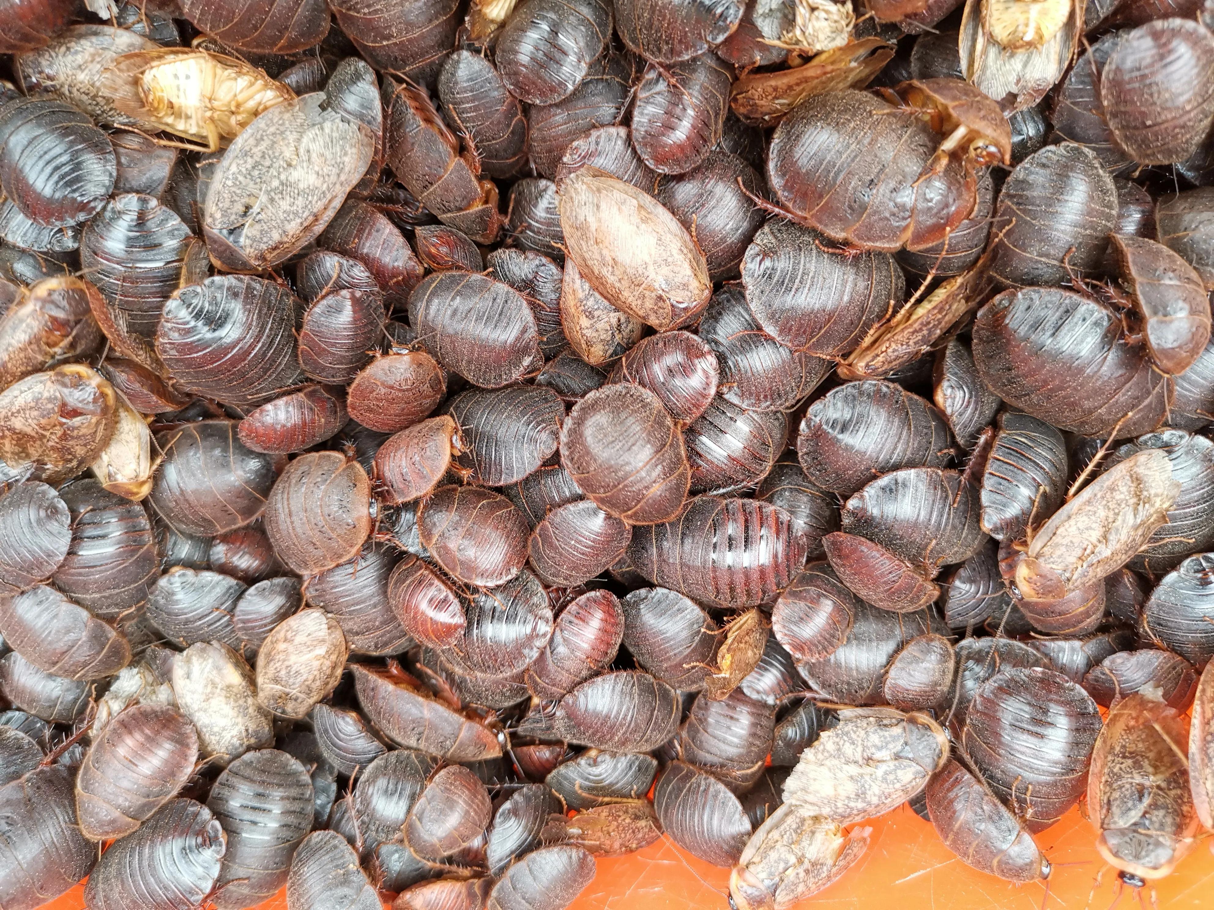 土鳖虫图片大全(地鳖虫养殖前景及效益分析)