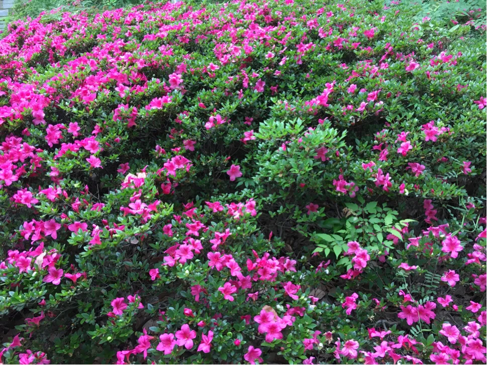 颜值这么高，是哪所高校呢？苏州大学独墅湖校区正在越变越美