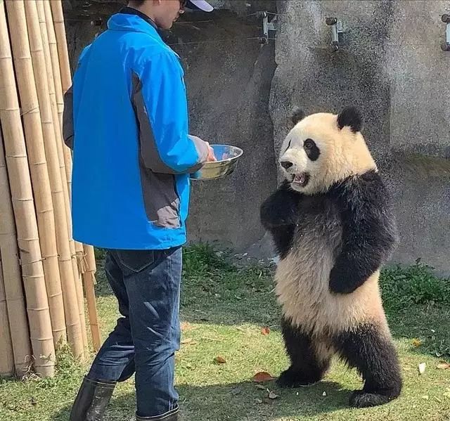 杭州熊猫拿拿招聘（招专业演员假扮熊猫）