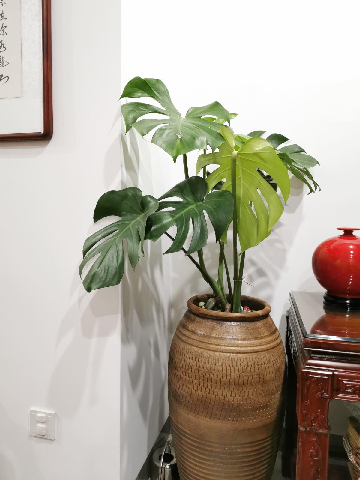 屋里养盆龟背竹,温度降5℃,清爽又凉快