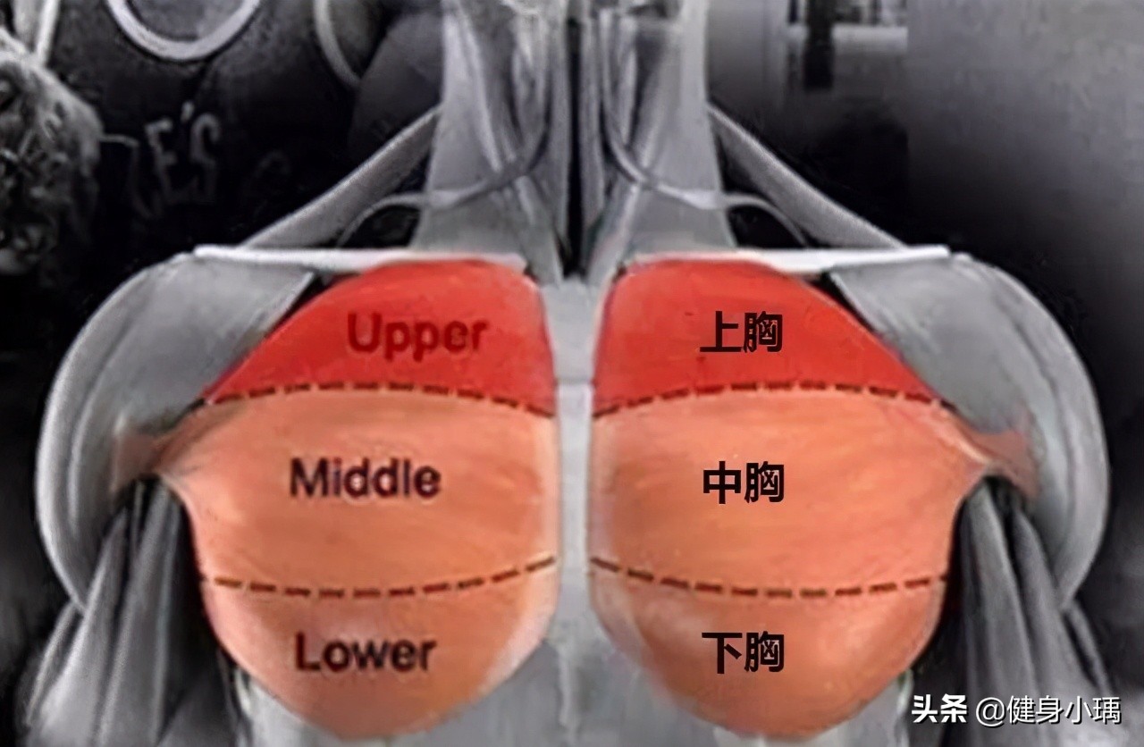 胸肌中缝怎么练图解徒手  如何练胸肌中间部分