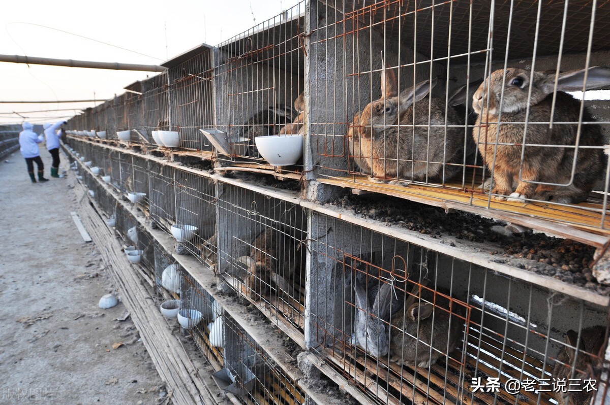 宝博体育- 宝博体育官网- 宝博体育APP下载 BaoBoSports这些特种养殖项目最受返乡创业农民工信赖