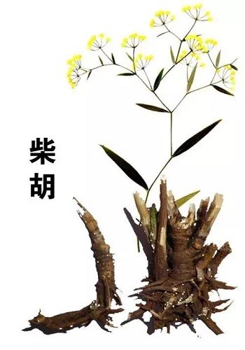 刘渡舟先生的肝病实用验方(刘渡舟治肝炎经验方)