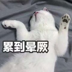 猫咪斗图表情包合集很生气不想说话，