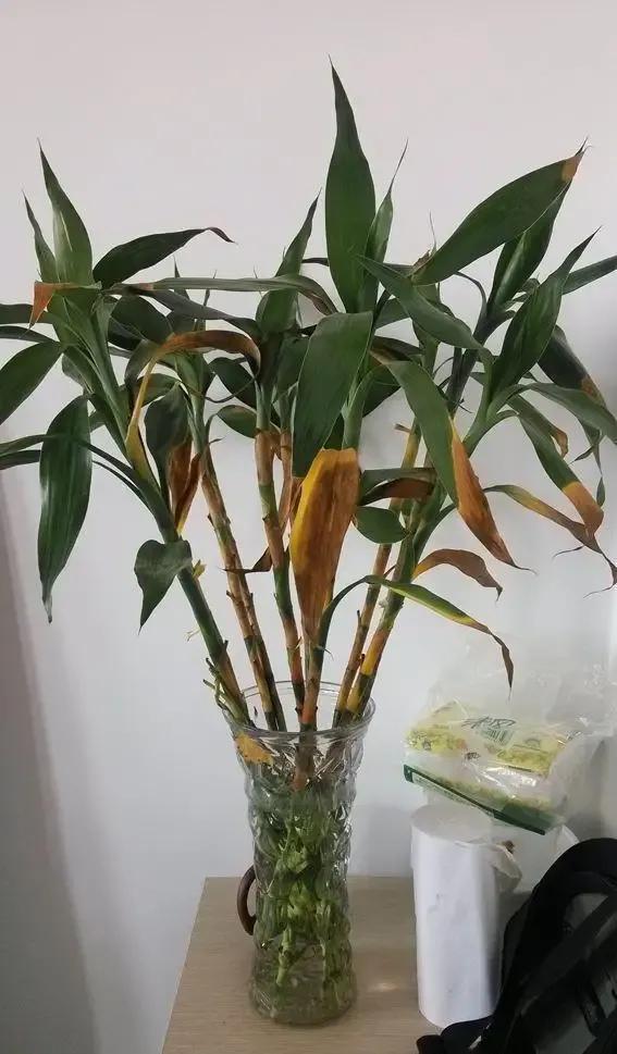 水竹叶子发黄怎么补救(水竹叶子发黄怎么补救) - 上海苗木信息网