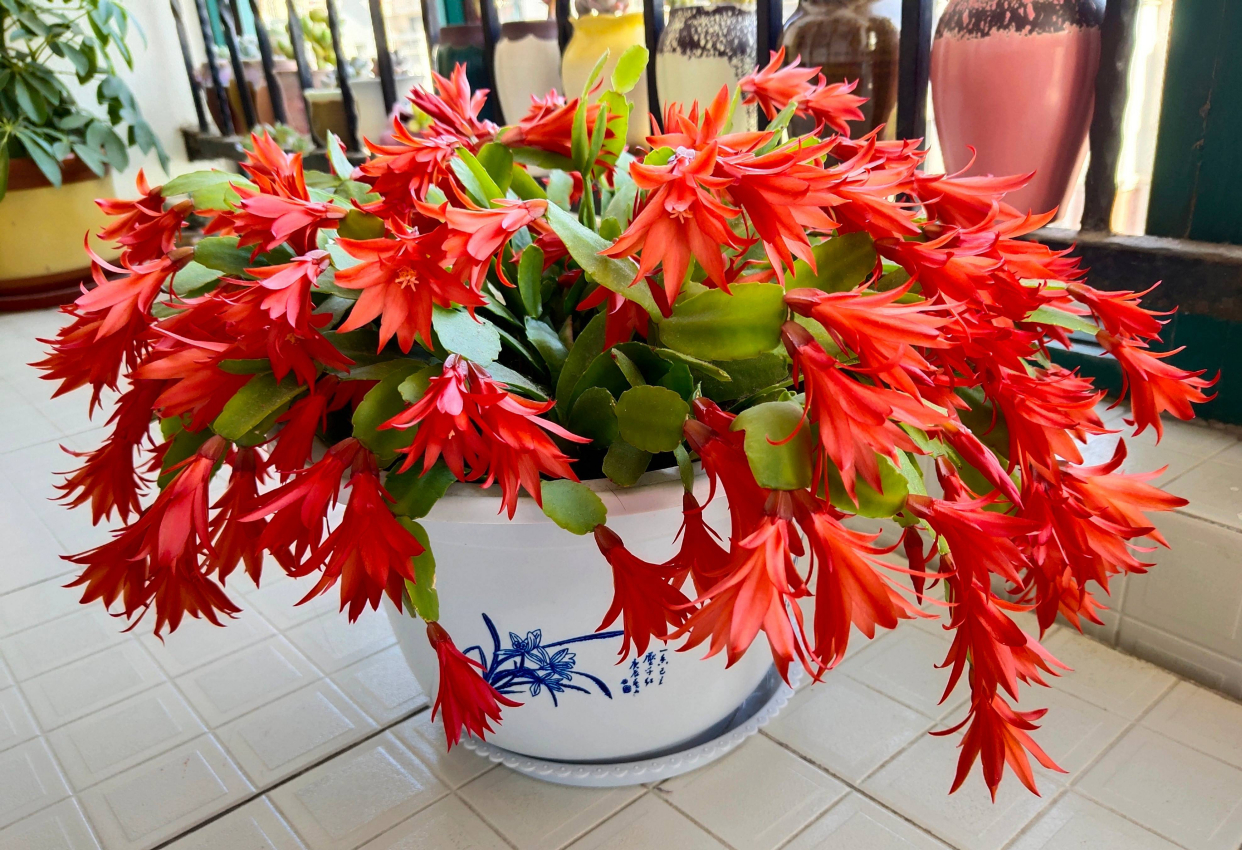 秋季假昙花怎么养比较好记得收藏