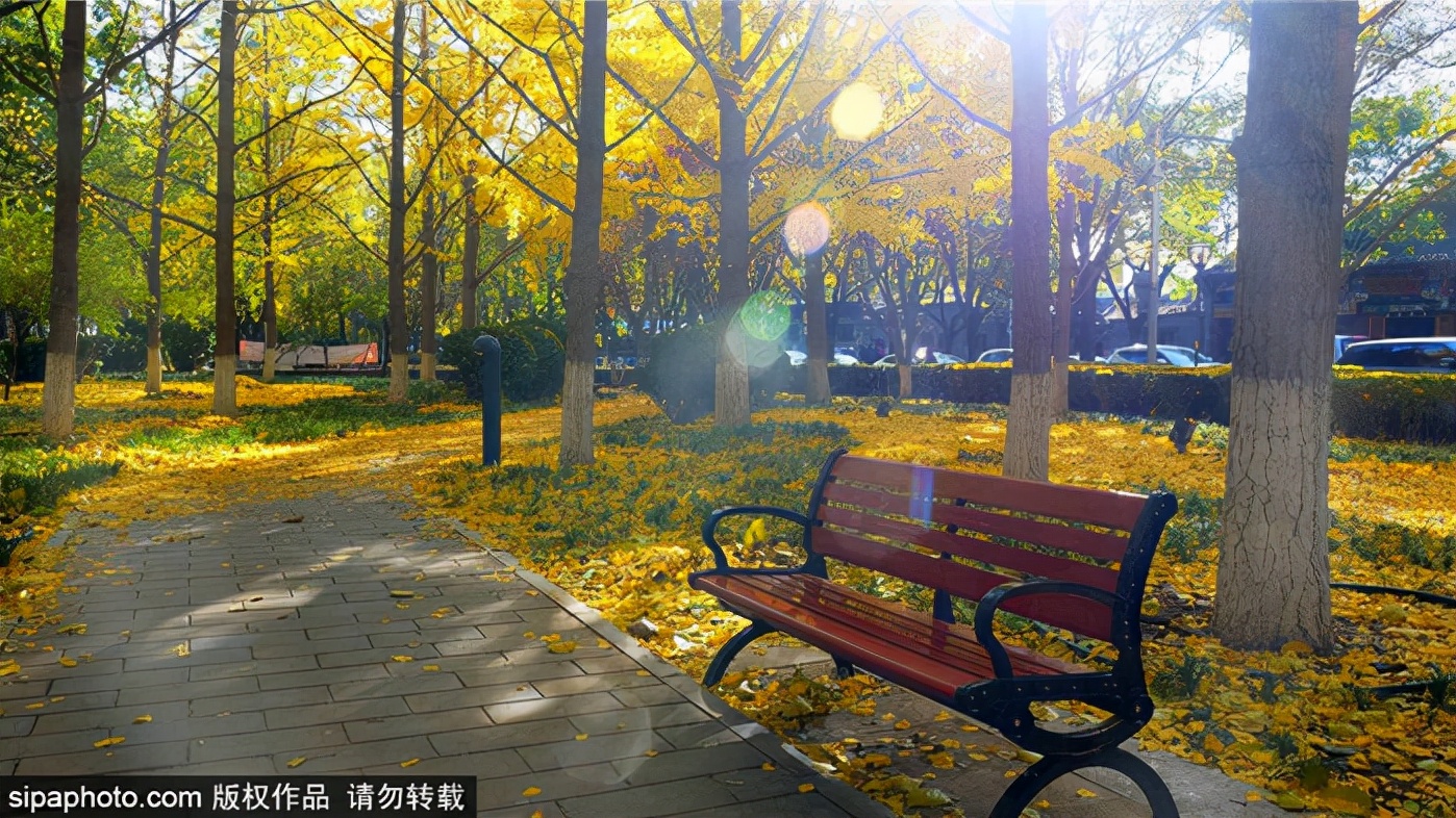 跟着打卡！“叶落的季节—漫步北京”14条赏银杏品文化线路来了