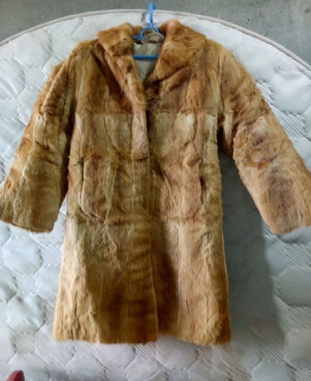 2万只黄鼠狼!要求赔960万元,它有何价值,咬人怎么办?