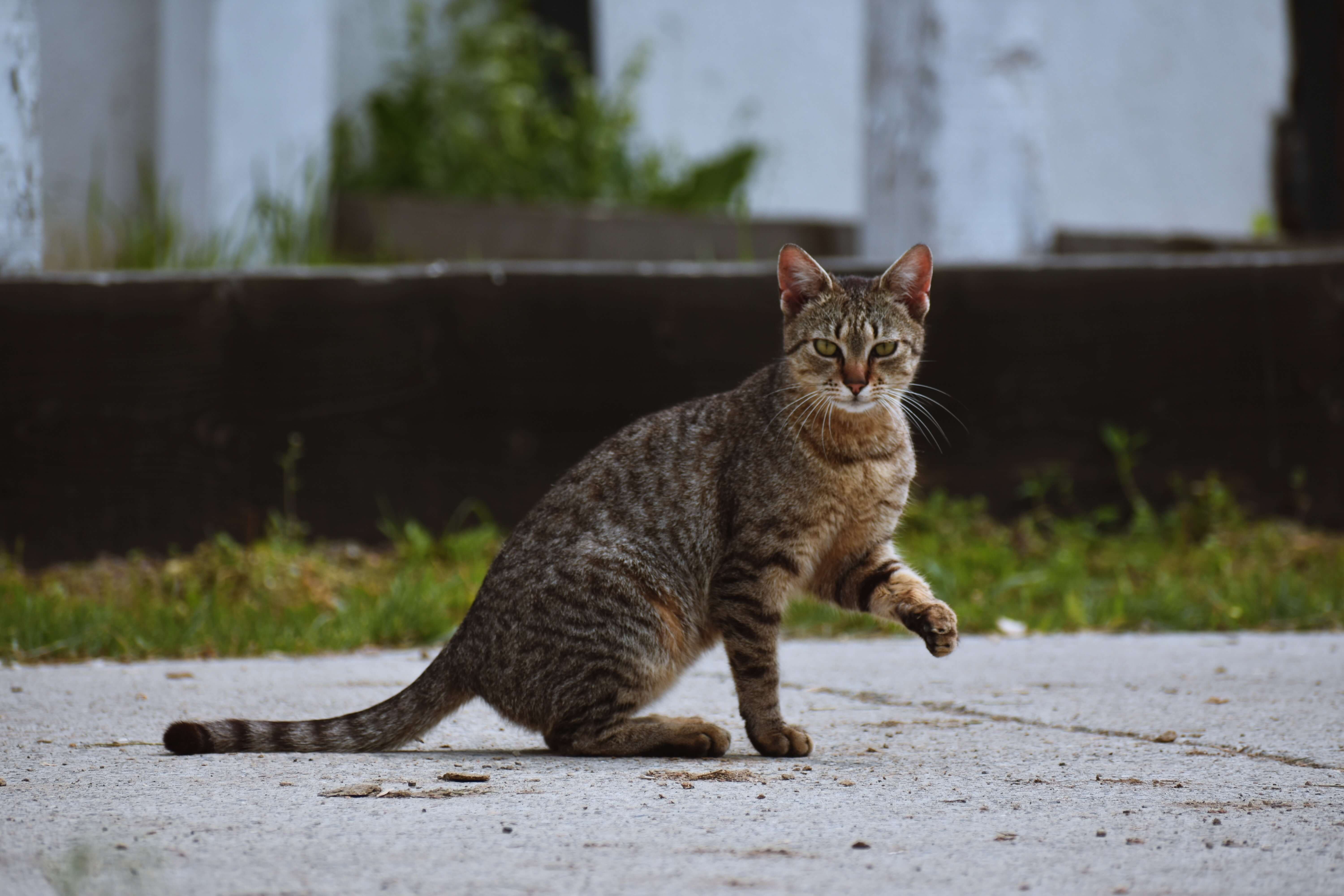 猫咪的品种有哪些（猫咪品种介绍大全哪种猫咪更适合你）