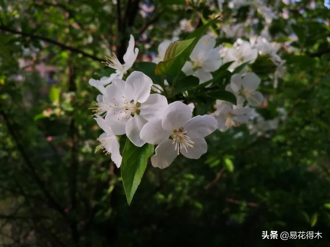 棠梨鉴赏｜东风二月淮阴郡，唯见棠梨一树花