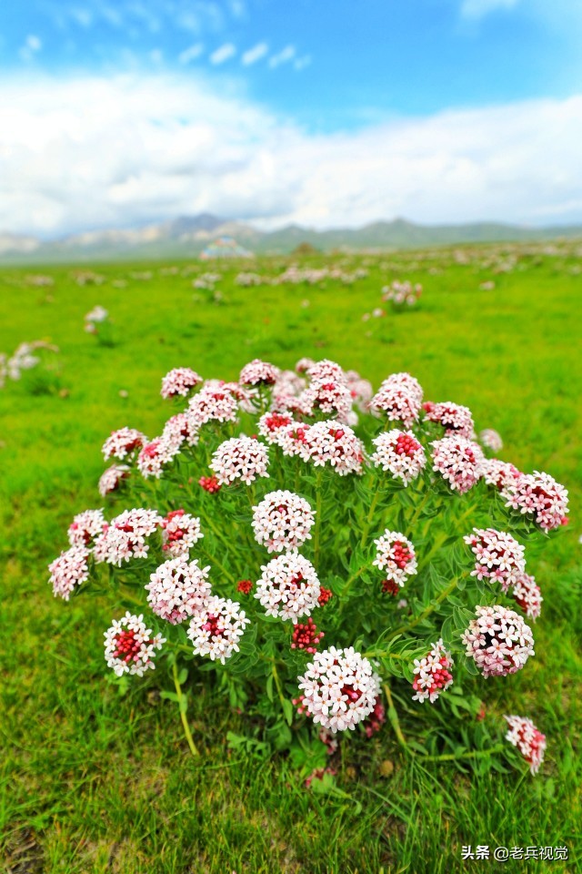 青海刚察:遇见惊艳的狼毒花