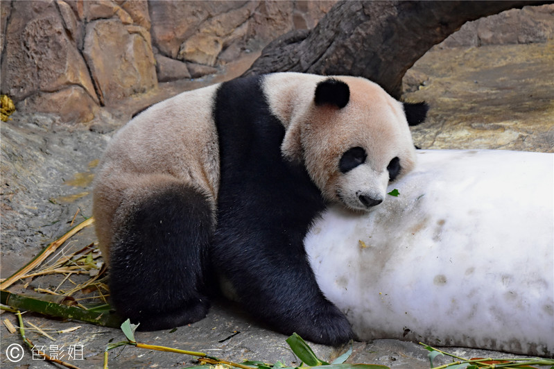 三天三夜欢乐长隆之旅（附攻略）