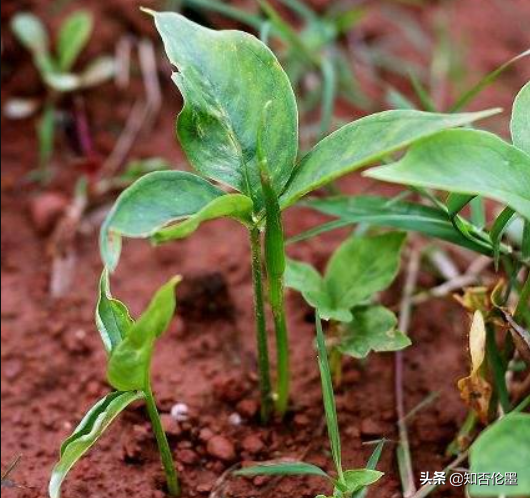 「药材半夏」药材种植什么最赚钱（利润低成本高的药材推荐）