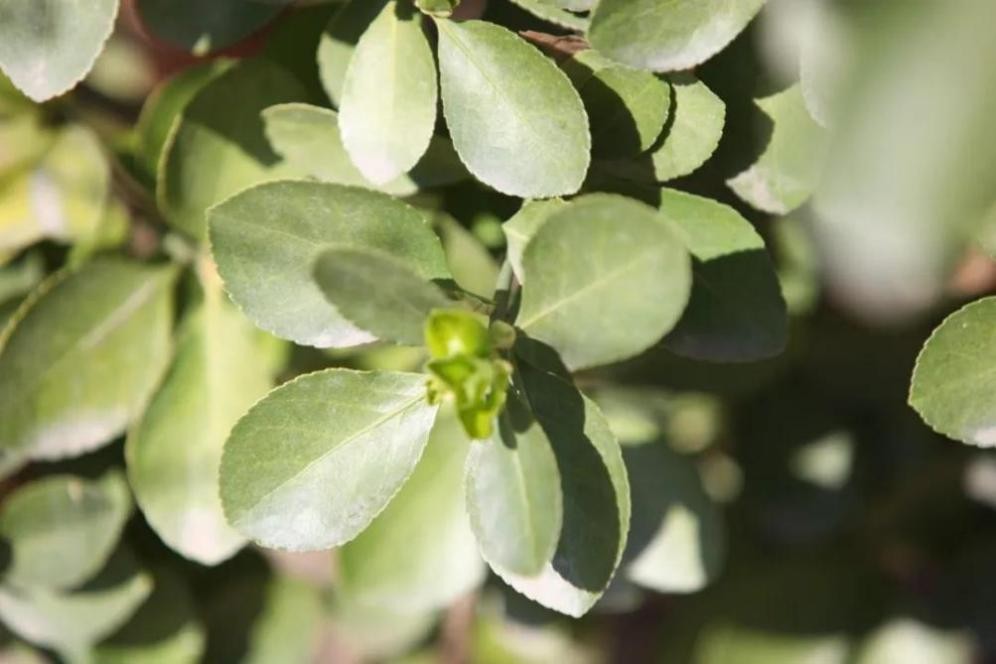 神仙颜值！北京语言大学“最美校花”高清大图来袭，总有一款你喜欢！