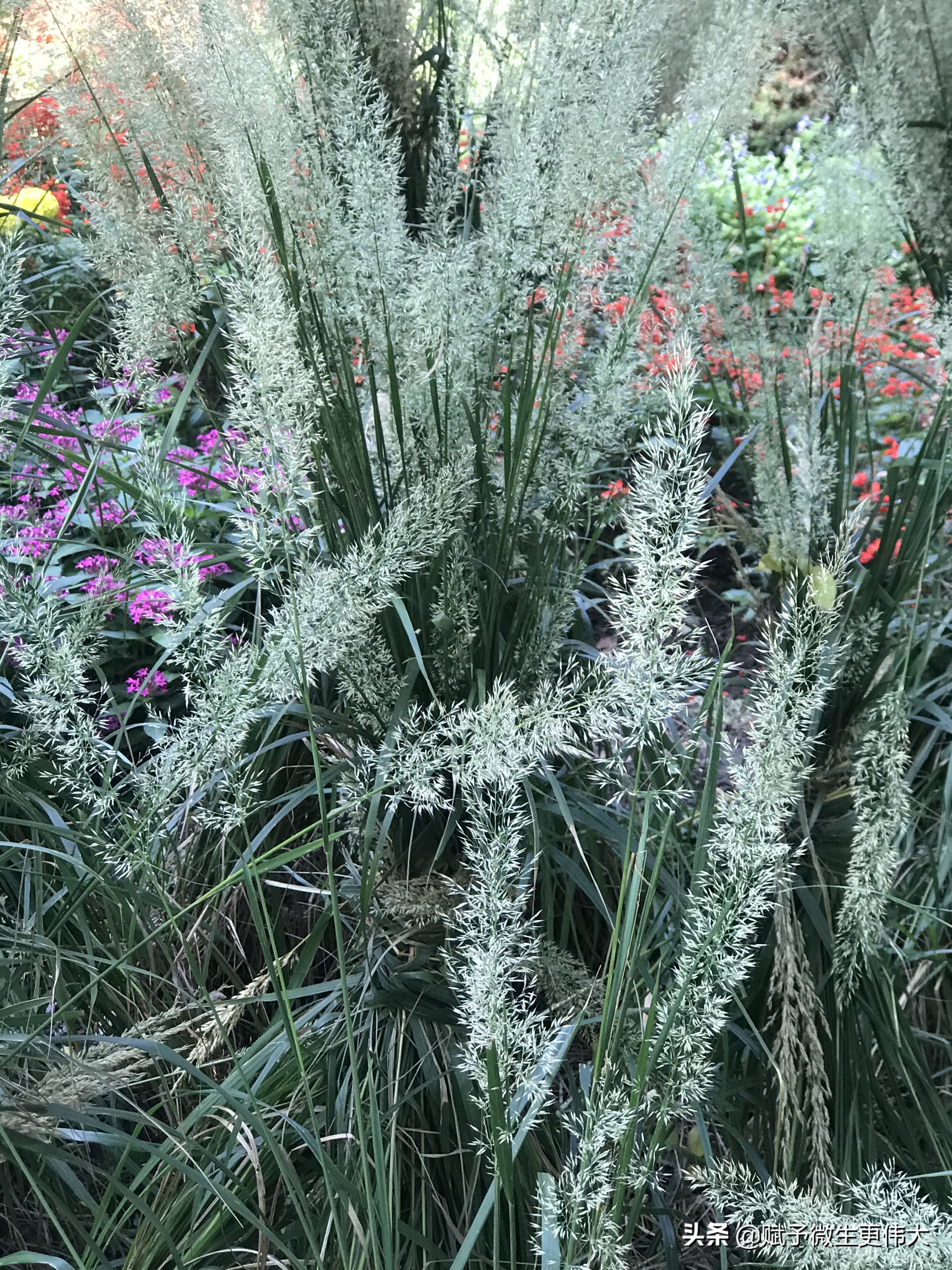 兹寒香——菊色滋寒露 芦花荡晚风