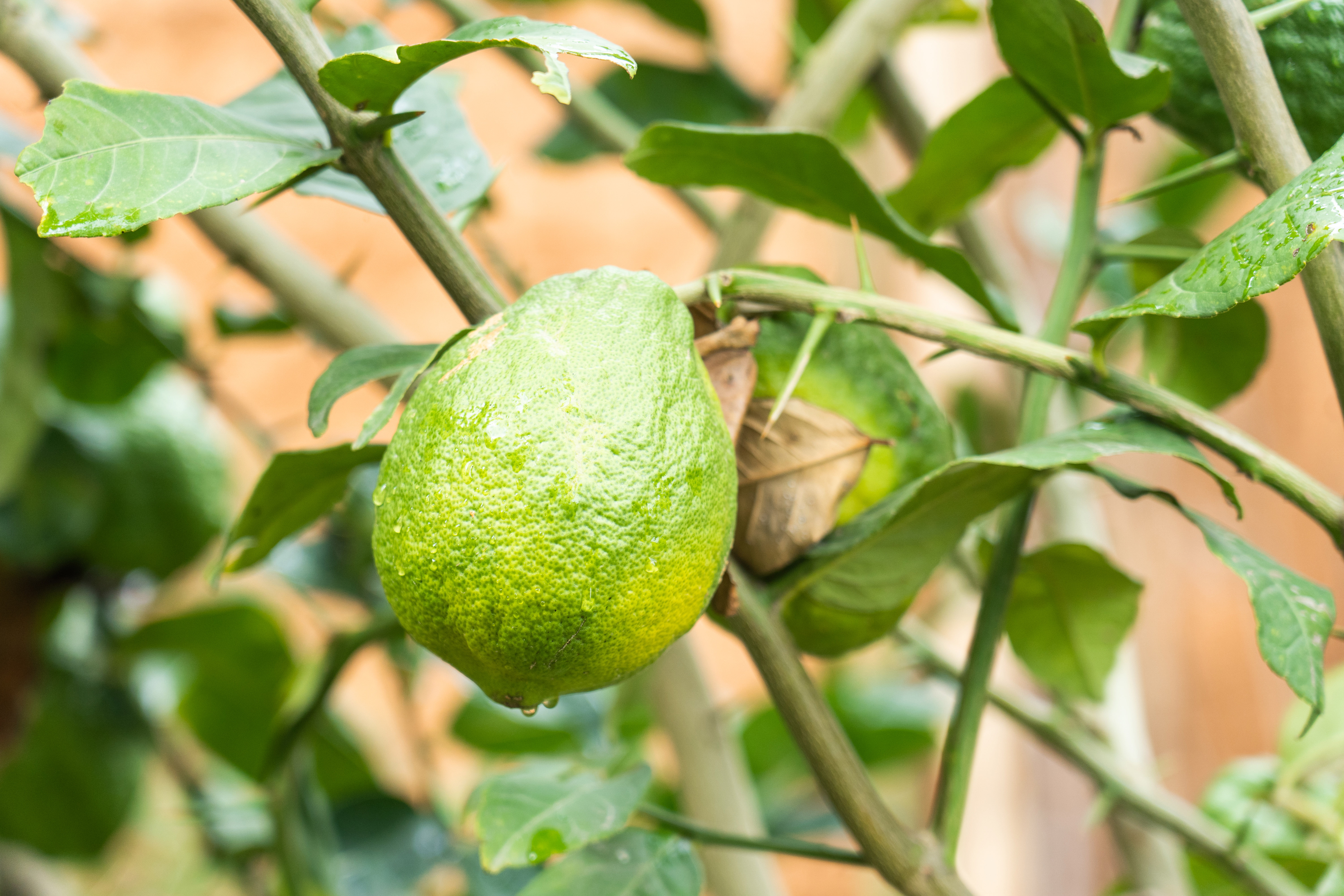 香橼果对人体有什么好处(云南农村最神奇的水果)