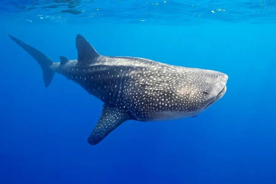 鲸鲨【硬背侏儒鲨】又称小抹香鲸,宽尾拟角鲨,阿里拟角鲨,全长25公分