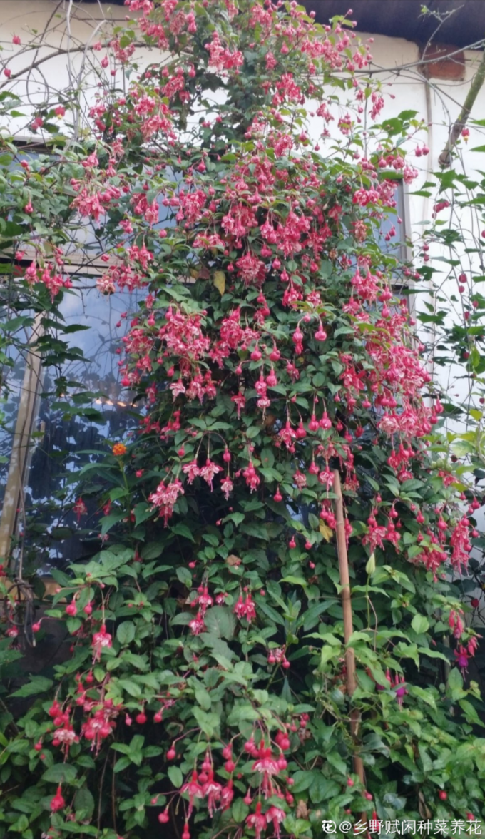 吊钟花是什么样(倒挂金钟养殖方法长成一棵树年年都开花)