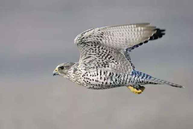 "万鹰之神"海东青,十万只鹰才出一只极品,庞大辽国曾为其