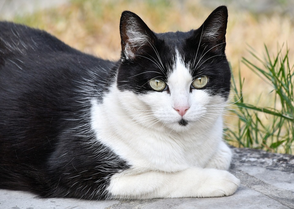 四种人气最高的中华田园猫，在国外竟卖到一万多？