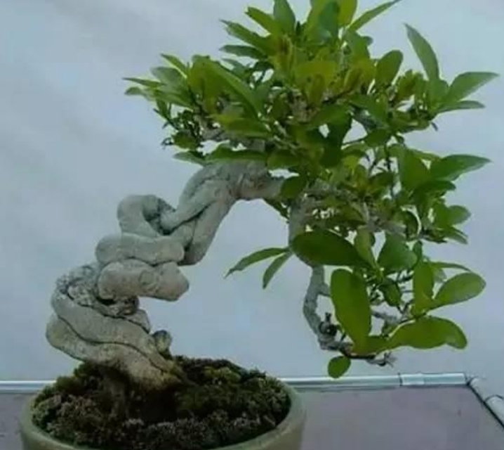 卫矛盆景的造型与养护,秋季叶,果红艳,冬季枝翅奇特