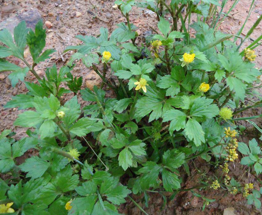 50种农田常见杂草,能说出三种草的名字已经很厉害了!