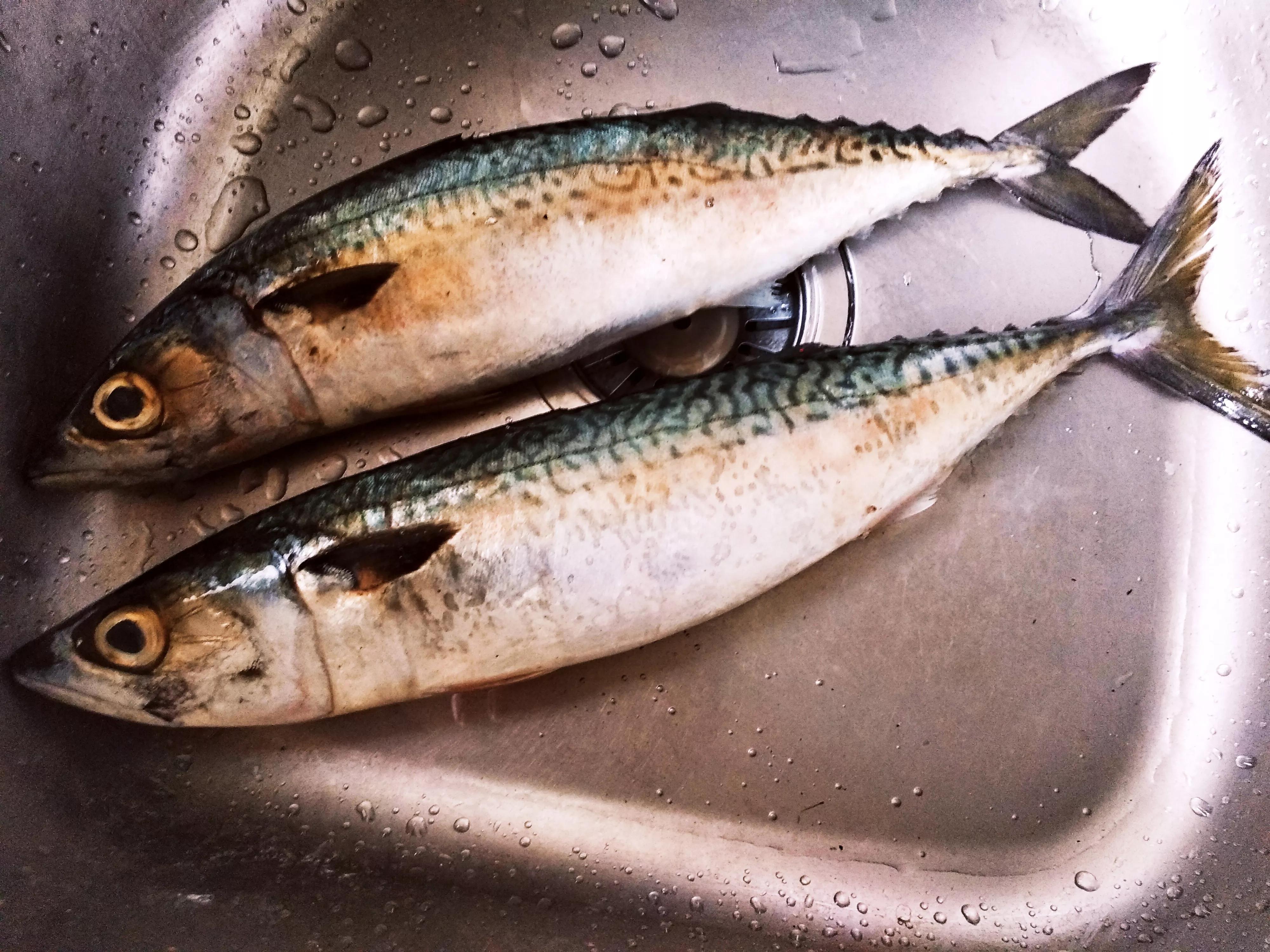 海魚的種類圖片,海魚種類名稱圖片大全