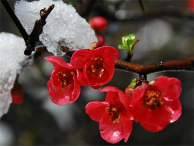 腊梅种植需要注意些什么（观赏花木腊梅花的养殖方法）
