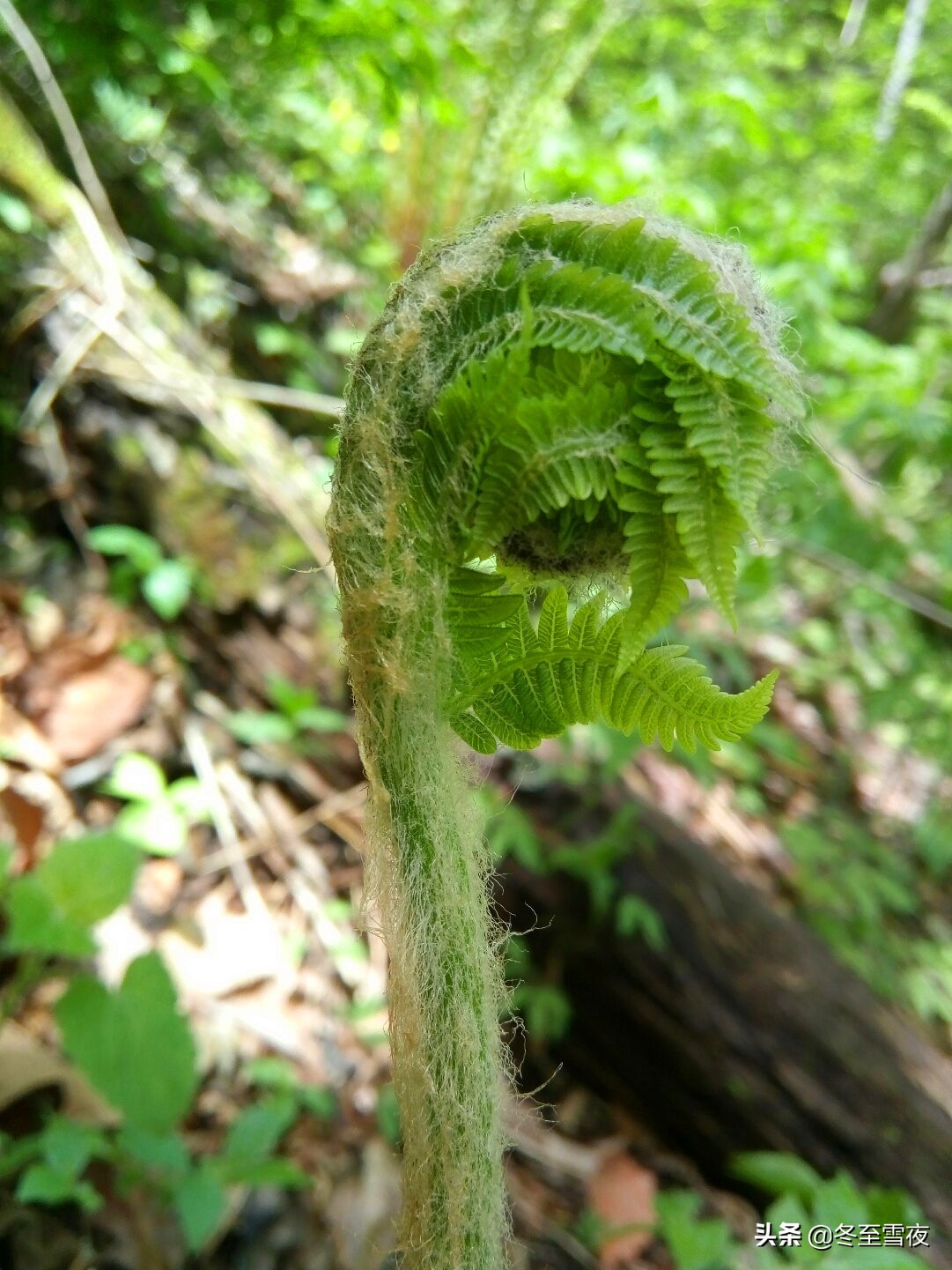 山野菜的做法,山野菜的做法大全