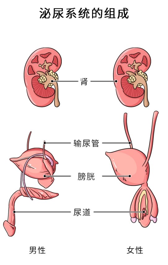 裤子脱掉查一下！泌尿外科里让人“脸红”的病，比一比哪个更尴尬