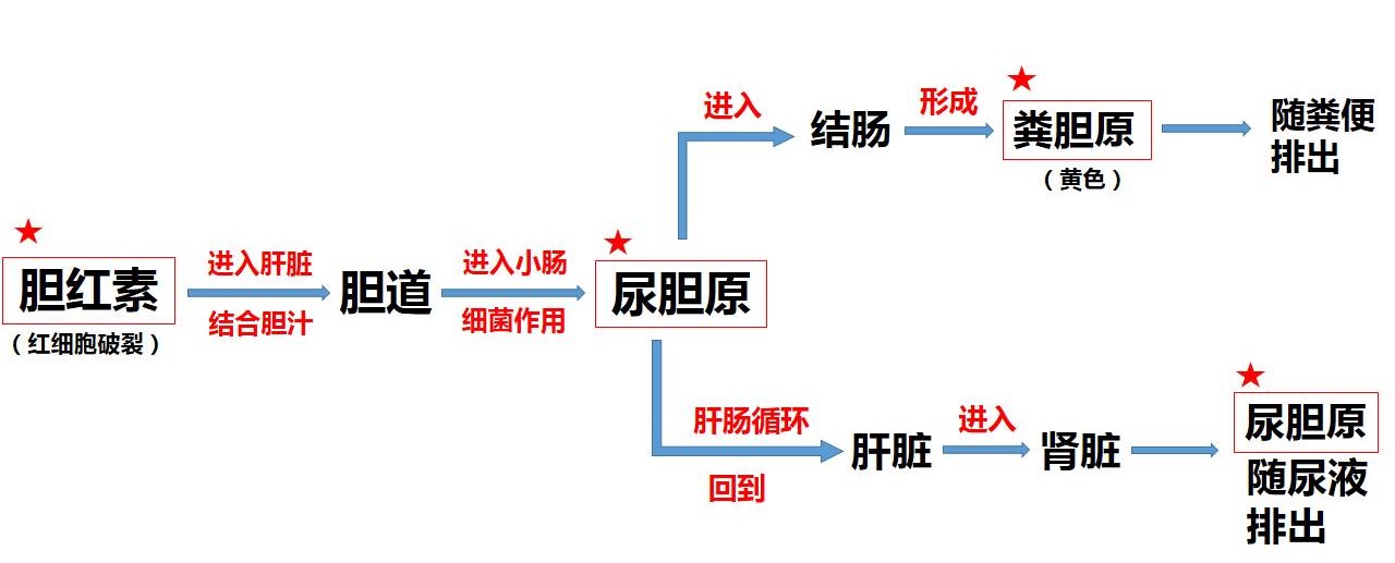 晨起尿液发黄，检查尿胆红素高，是不是肝炎的表现？会影响入职吗