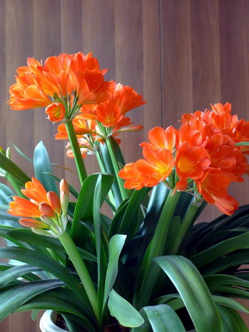 7种“吉利花”，客厅养最适合，常年不见光，也能花不断