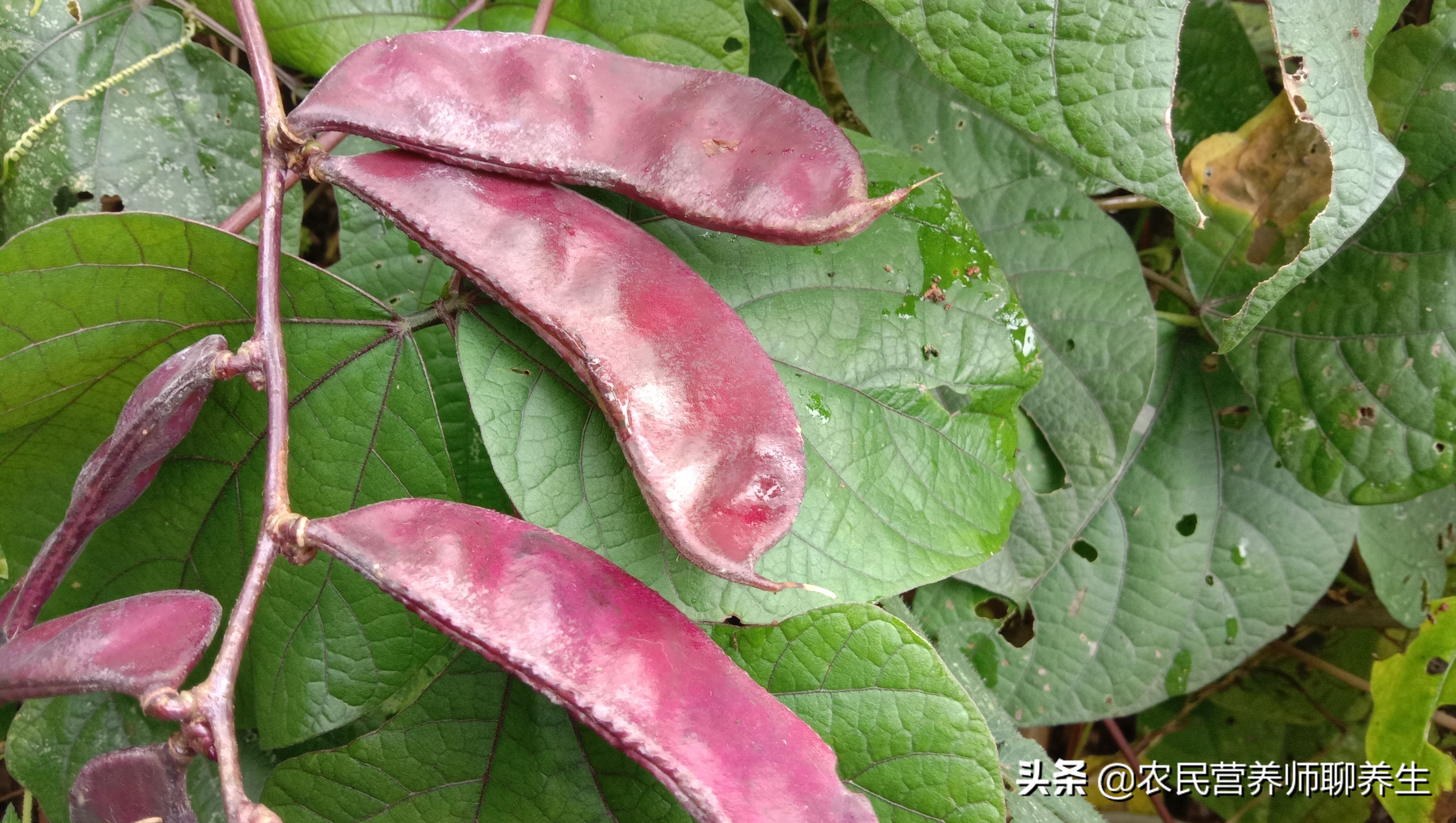 紫扁豆是什么（紫扁豆的正确营养价值，千万不要错过）