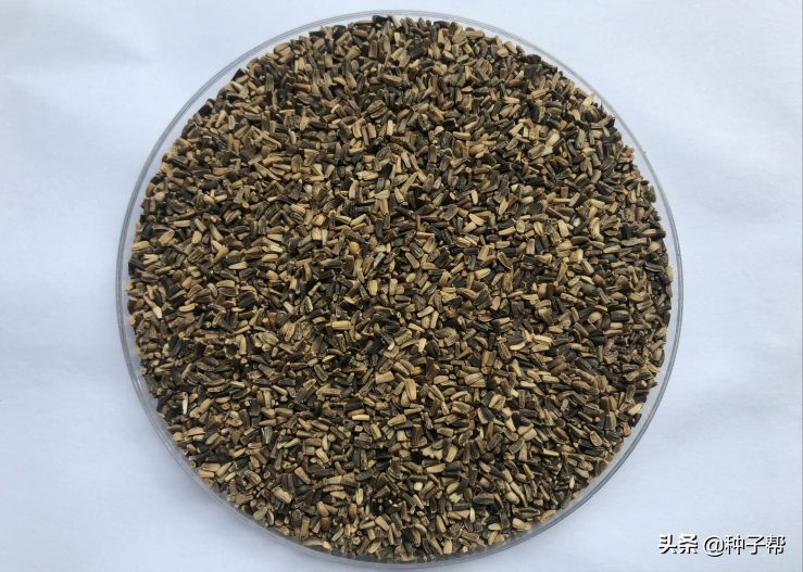 一年四季都能收割的牧草？要產(chǎn)量高，多年生的？耐寒耐熱，又耐旱