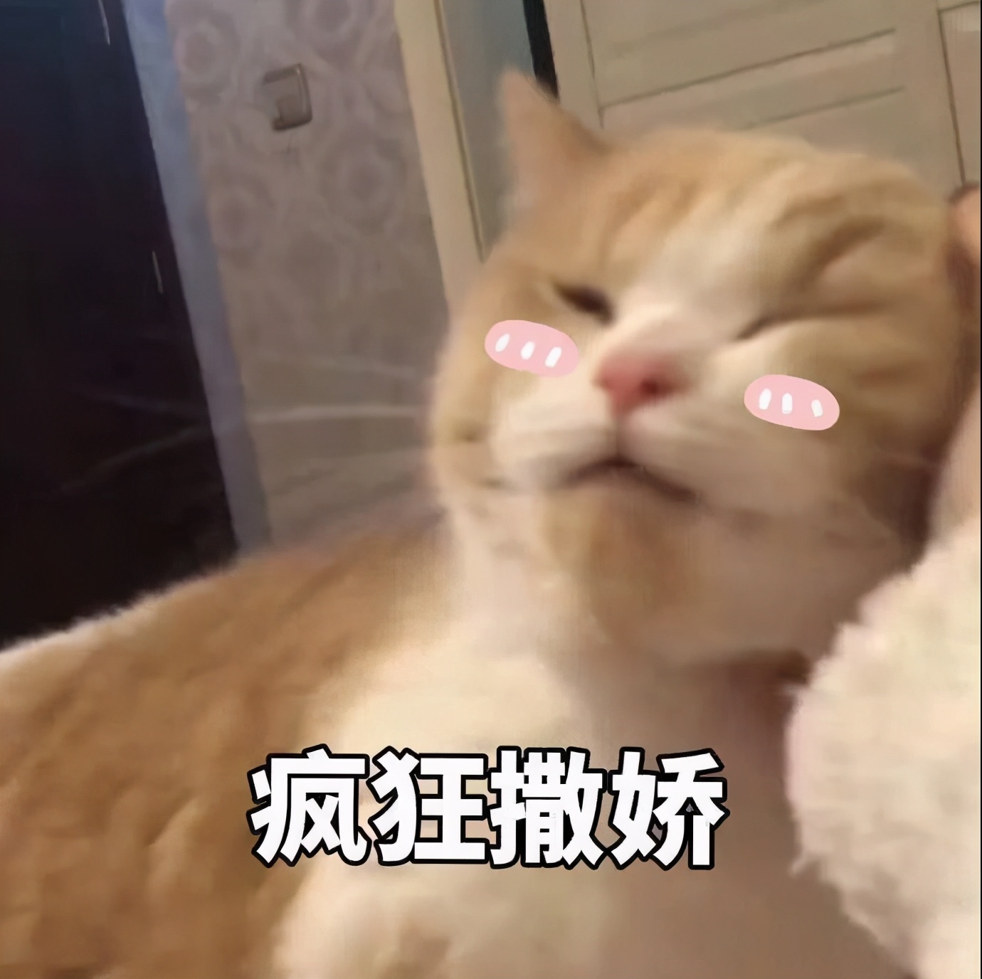 猫咪表情包合集｜在？出来玩