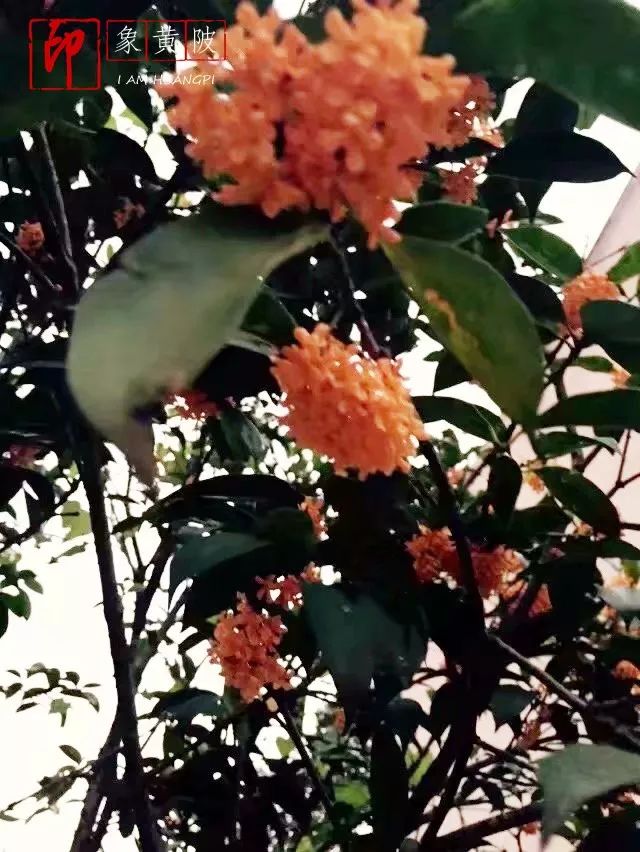 今夜月明人尽望，不知秋思落谁家