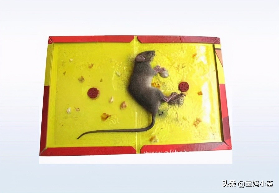 捉老鼠最有效又简单的方法，捕捉老鼠的3个方法？