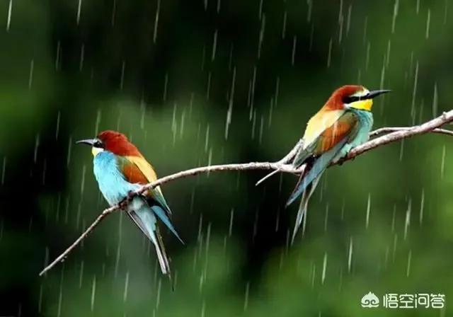 雨中的麻雀