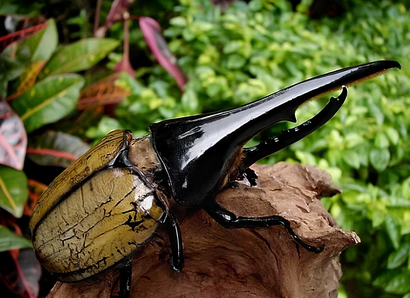 昆虫中的“大力神”，能举起超过自身重量850倍的物体，售价上千