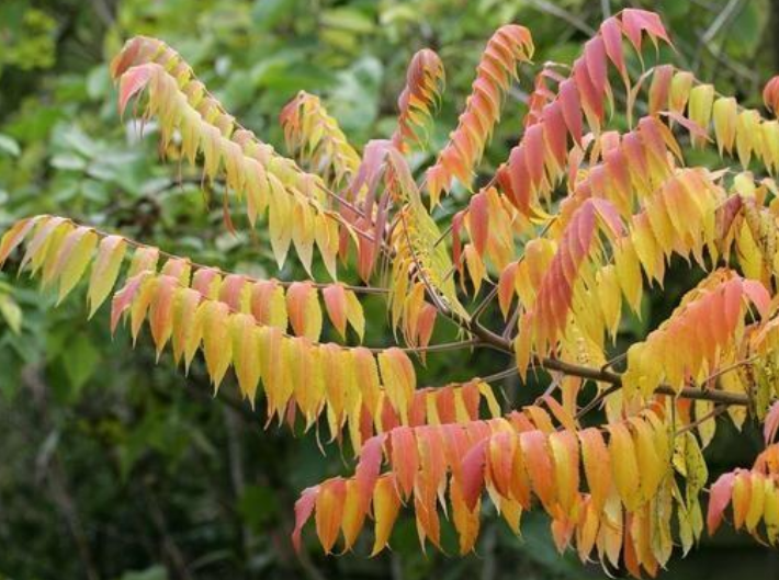 认识植物界的"六大毒树",看到"绕道走",涨姿势不吃亏