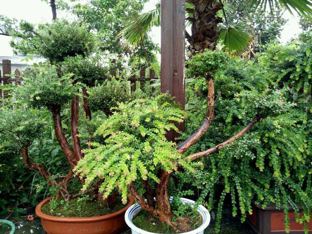 赤楠盆景"养成记"!摘心,抹芽,修枝不能少,更具价值全靠你!