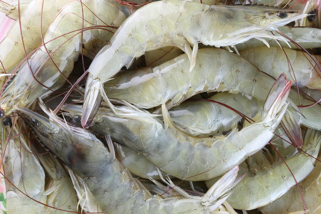基圍蝦是海蝦嗎,基圍蝦是海蝦嗎?基圍蝦是海蝦還是河蝦?