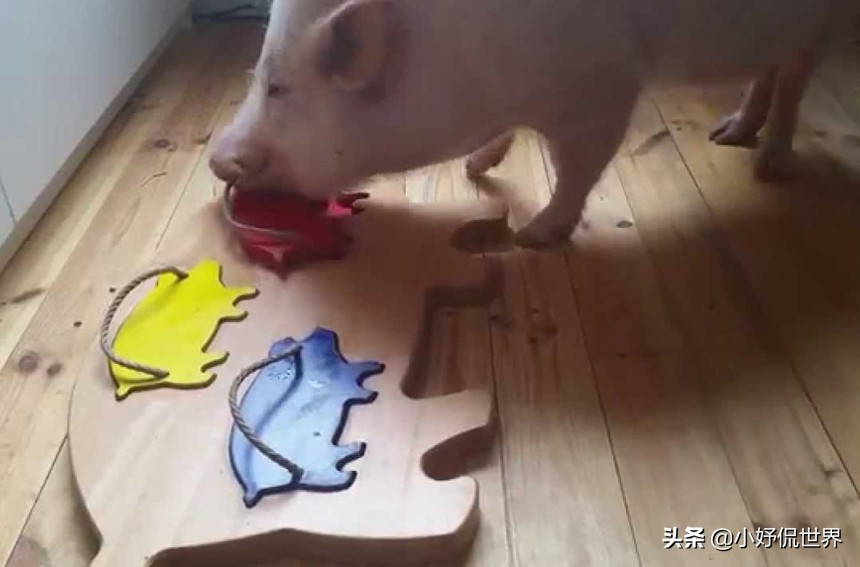 猪的智商超乎想象，动物界聪明排行榜重新洗牌