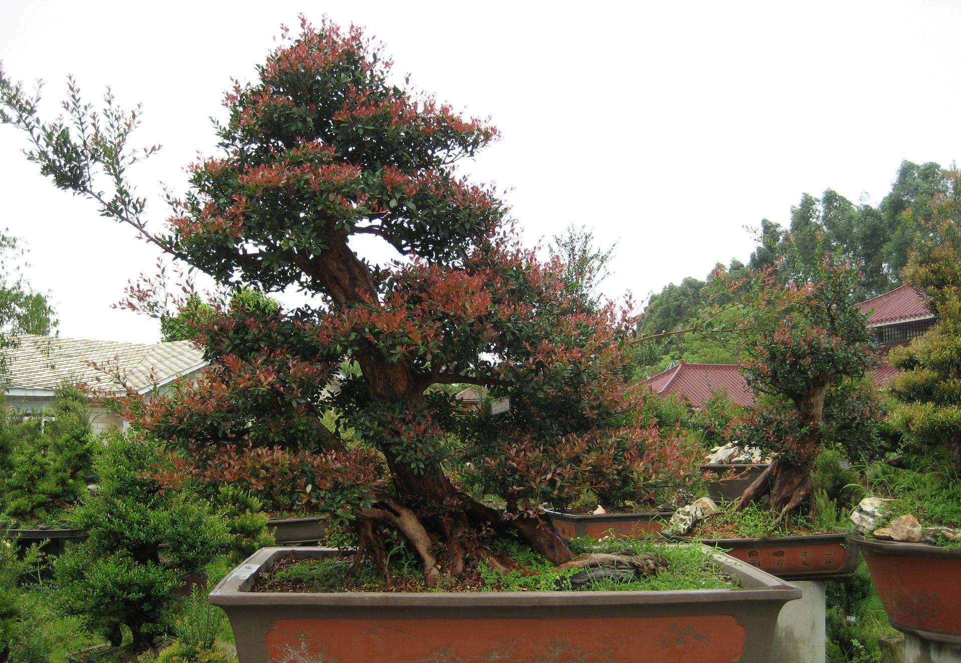 赤楠盆景"养成记"!摘心,抹芽,修枝不能少,更具价值全靠你!